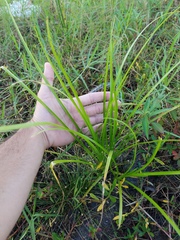 Cyperaceae