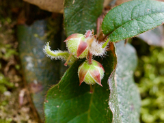 Epigaea asiatica