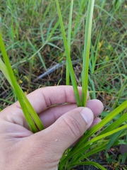 Cyperaceae