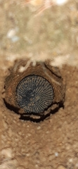 Cyclocosmia