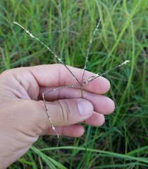 Poaceae