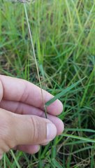 Poaceae