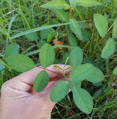 Macroptilium