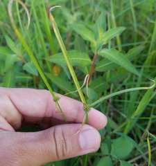 Cyperaceae