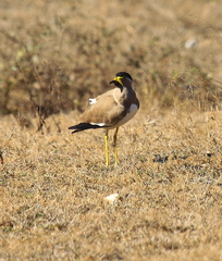 Vanellus malabaricus