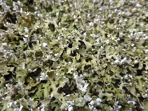 Dune Cup Lichen