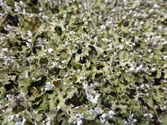 Cladonia prostrata