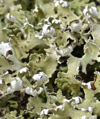Cladonia prostrata