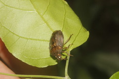 Patronatus binotatus