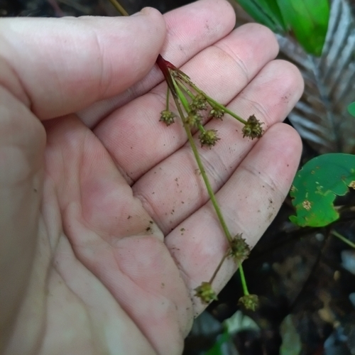 Bisboeckelera microcephala (Bisboeckelera microcephala)