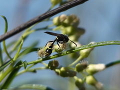 Trachypus petiolatus