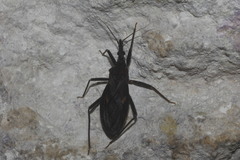 Eratyrus cuspidatus