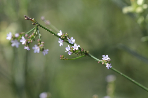 Verbena montevidensis