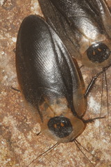 Blaberus craniifer