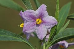 Solanum glaucophyllum, photograph (c) Romi Galeota Lencina, some rights reserved (CC BY)
