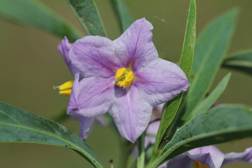 Solanum glaucophyllum, photograph 4