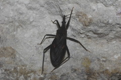 Eratyrus cuspidatus