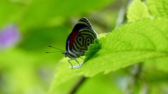 Diaethria neglecta