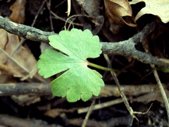 Ranunculus auricomus