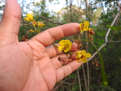 Senna racemosa