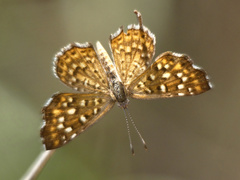 Sertania guttata