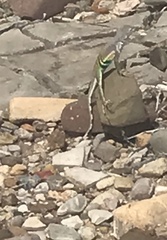 Cophosaurus texanus scitulus