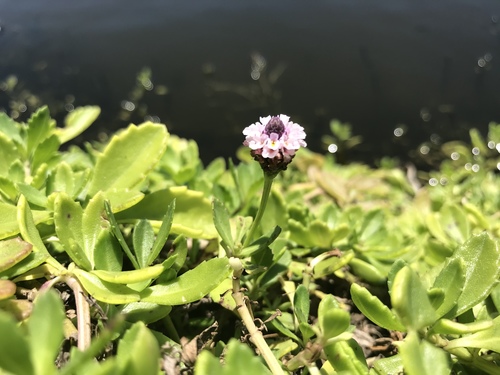 Phyla nodiflora observed 2020-03-20