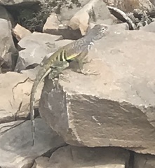 Cophosaurus texanus scitulus