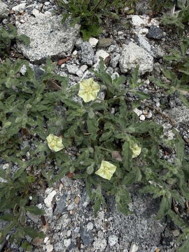 Chamaesaracha sordida, photograph 4