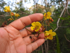 Senna racemosa