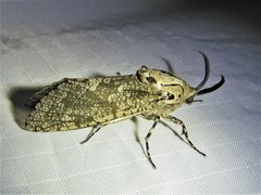 Prionoxystus robiniae