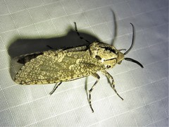 Prionoxystus robiniae