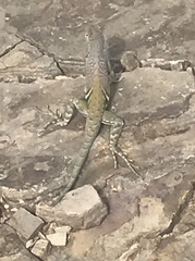 Cophosaurus texanus scitulus