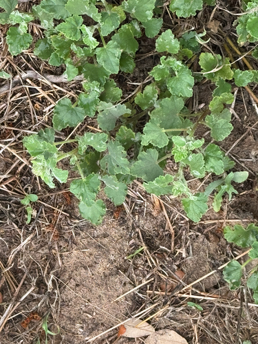 Sphaeralcea lindheimeri, photograph 3