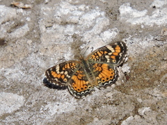Phyciodes phaon phaon