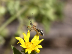 Cosmoclopius nigroannulatus