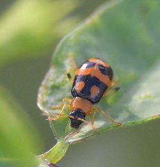 Cerotoma ruficornis
