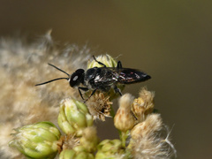 Astata lugens
