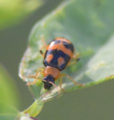 Cerotoma ruficornis