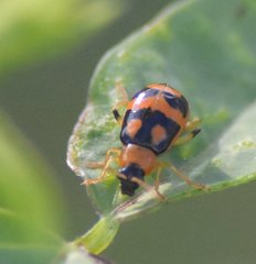 Cerotoma ruficornis