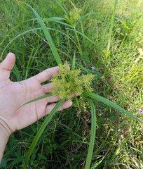 Cyperus