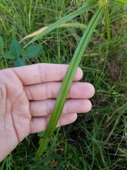 Cyperus