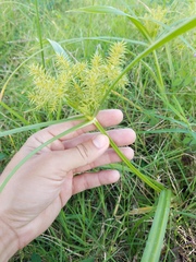 Cyperus