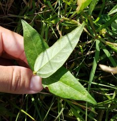 Vigna luteola