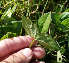 Vigna luteola