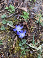 Scilla forbesii