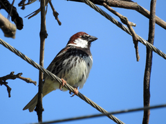 Passer hispaniolensis