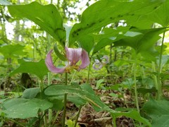 Trillium catesbaei