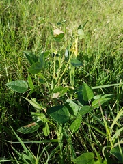 Vigna luteola