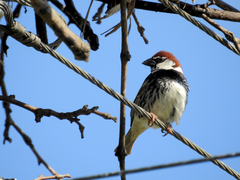 Passer hispaniolensis